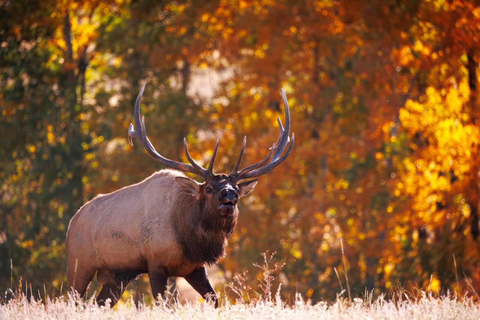 Bull elk in warm autumn woodland